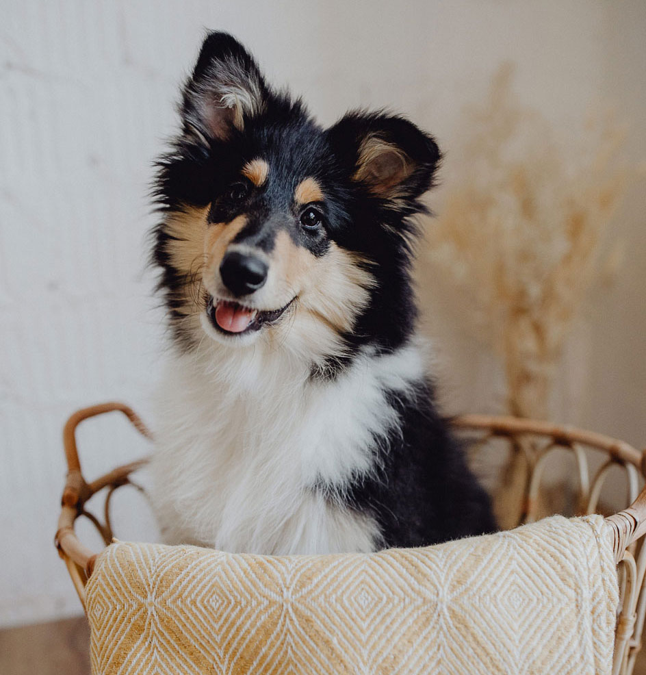 Collie Welpe sitzt in einem Korb