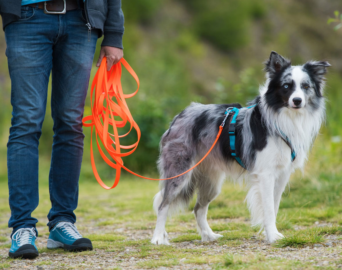 Border Collie an Schleppleine