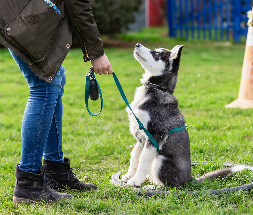 Husky sitzt in Reifen