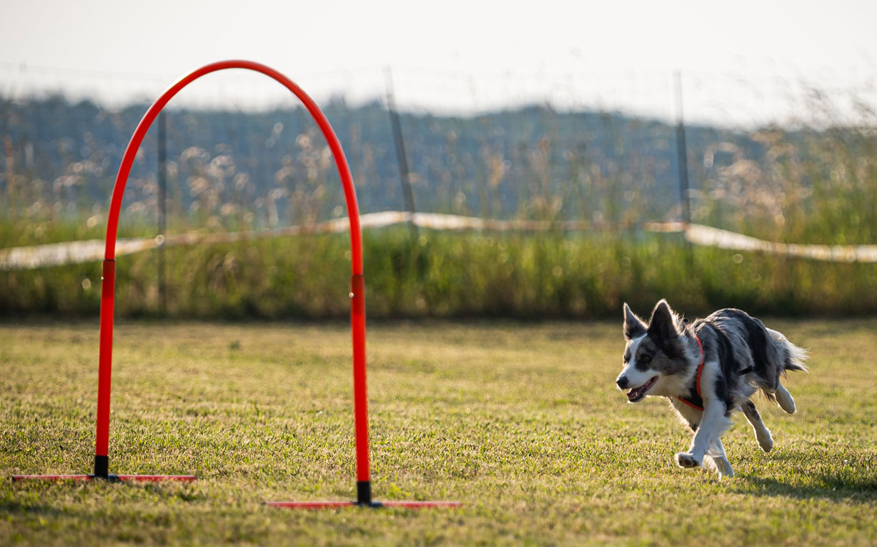 Border Collie rennt auf ein Hoop zu