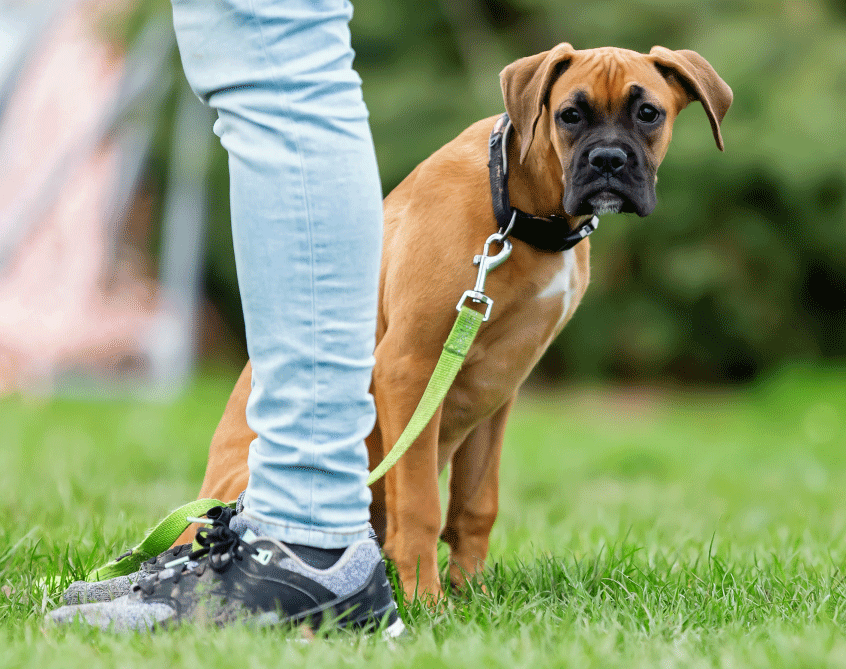 Ein junger Hund sitzt neben seinem Menschen
