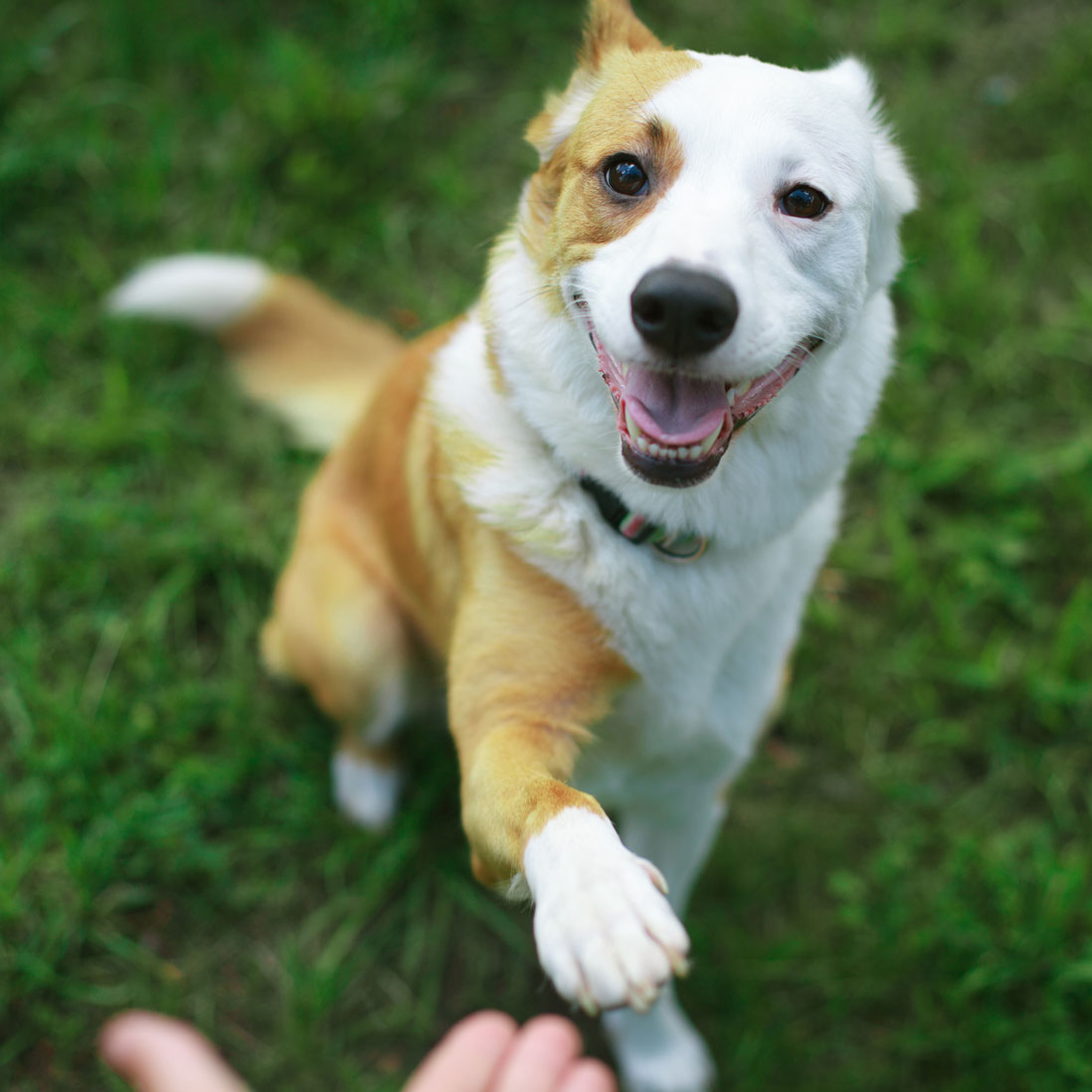Tierschutz Hunde