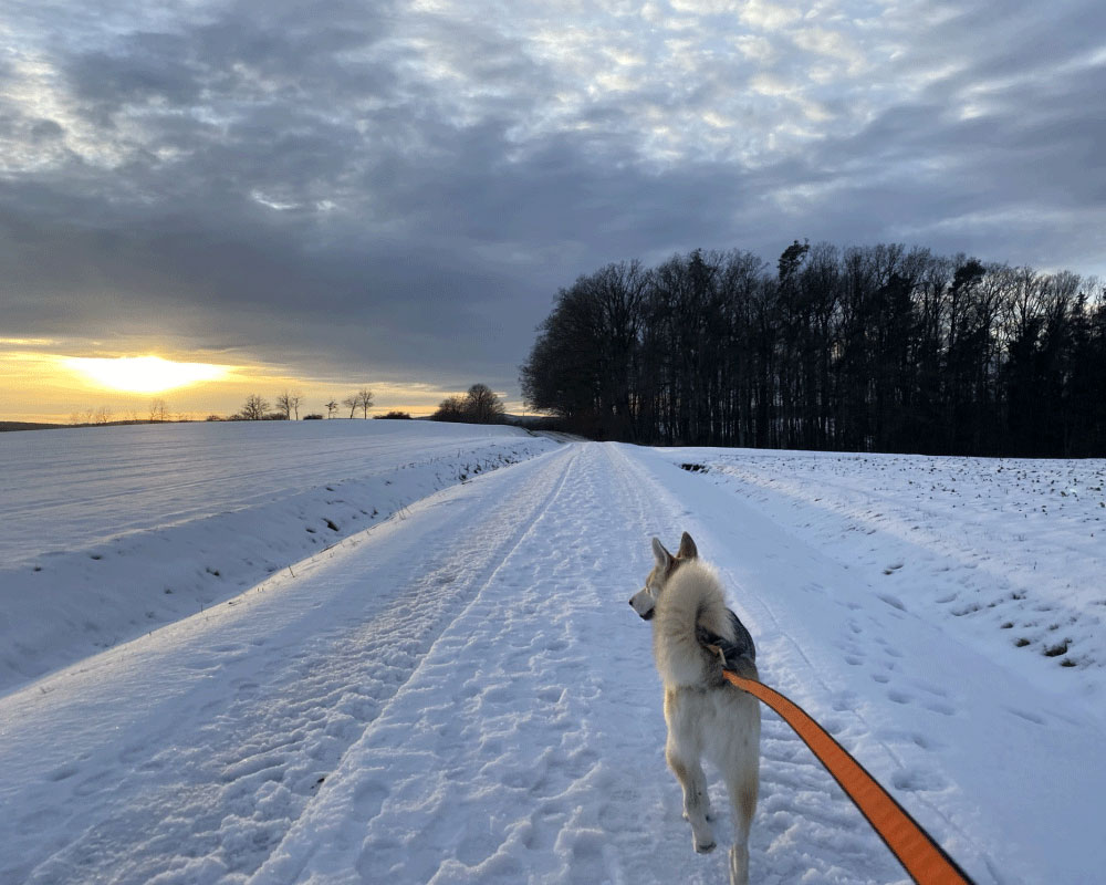 Canicross Mini Kurs